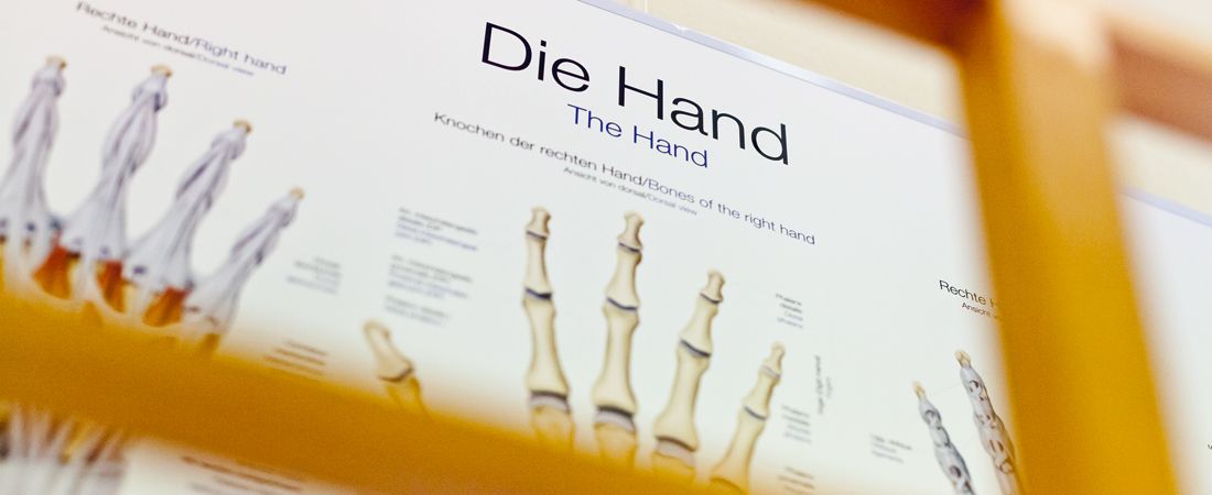 Ausschnitt einer Infotafel über den Aufbau der Hand